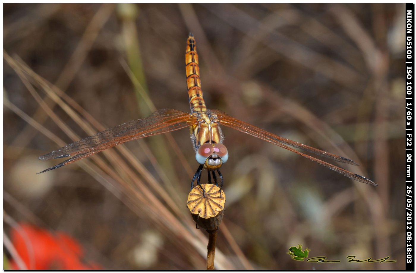 Trithemis annulata