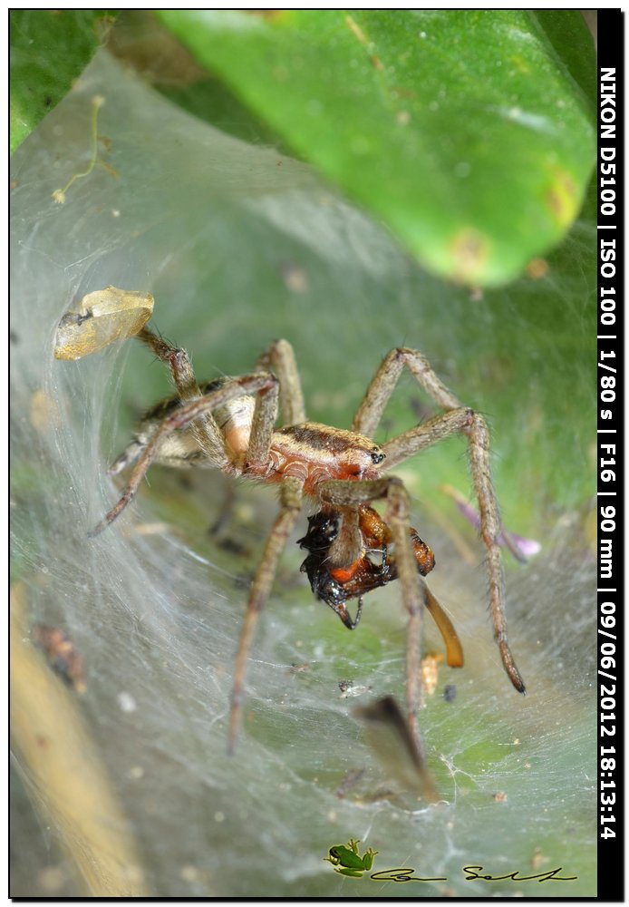 Agelena Labyrintica