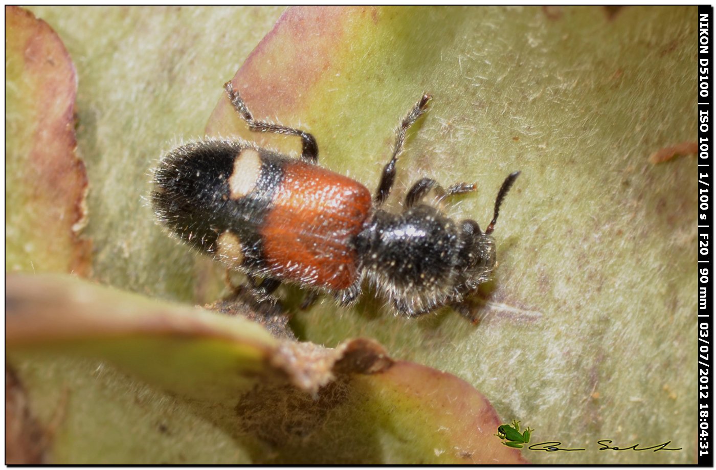 Cleridae, Tilloidea transversalis