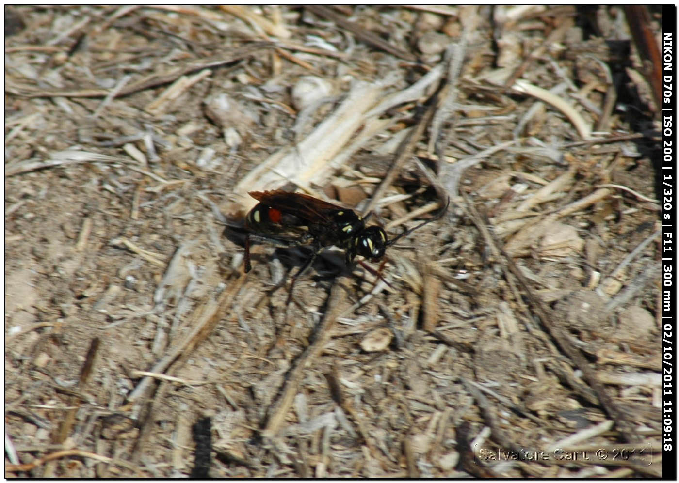 Pompilidae.