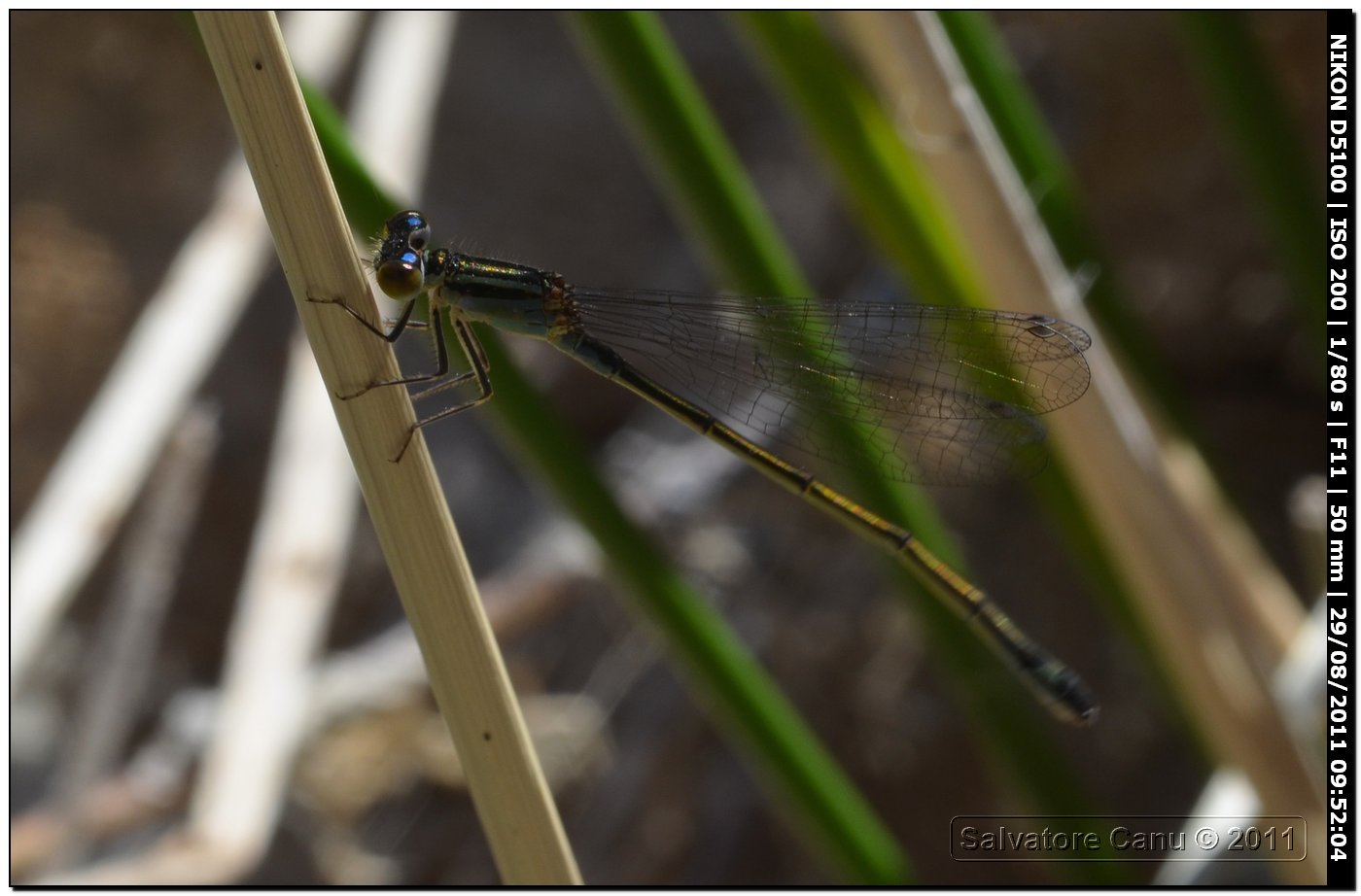 Ischinura genei & Erythromma viridulum