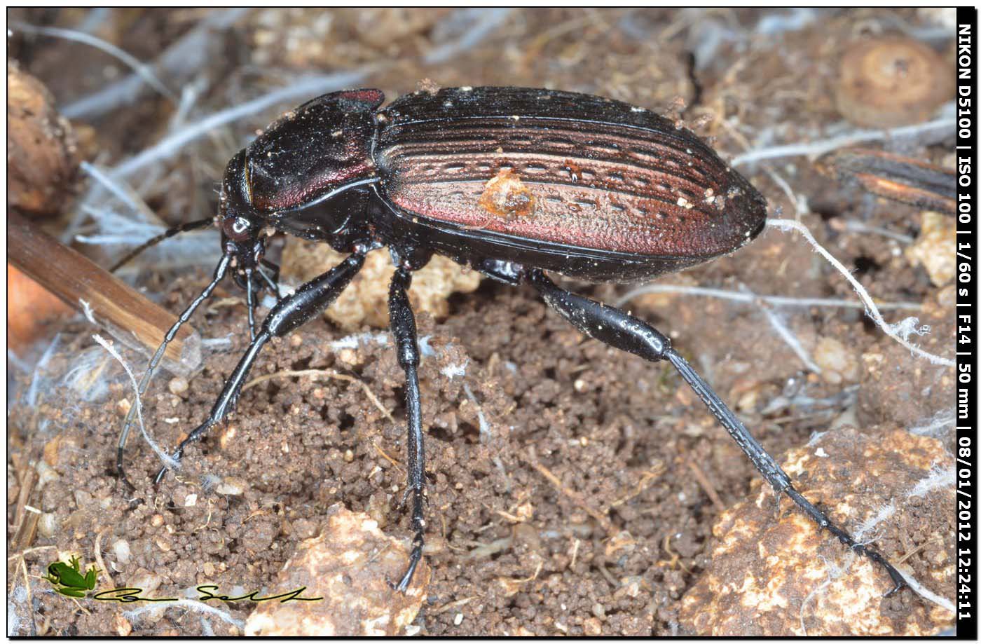 Carabus (Macrothorax) morbillosus constantinus