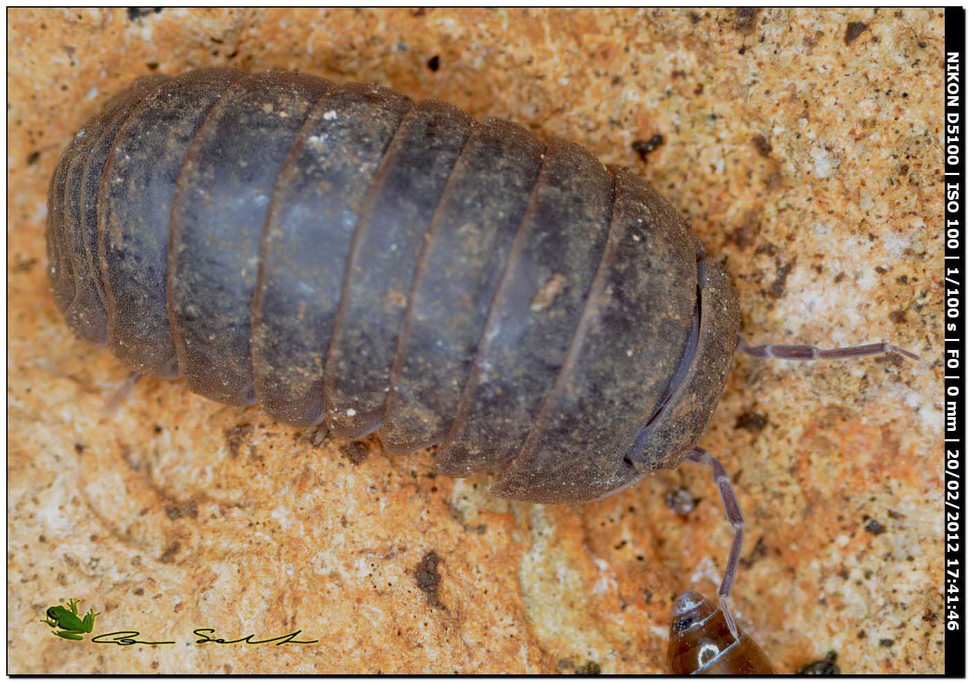 Isopoda Armadillidae: Armadillo officinalis