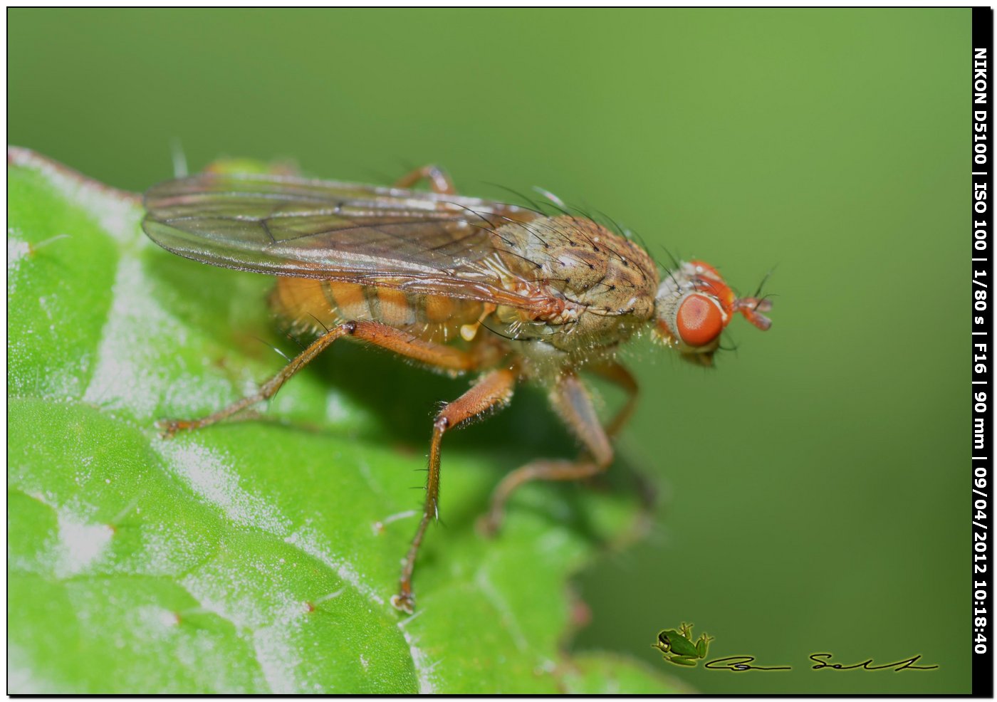 Scathophagidae da id.