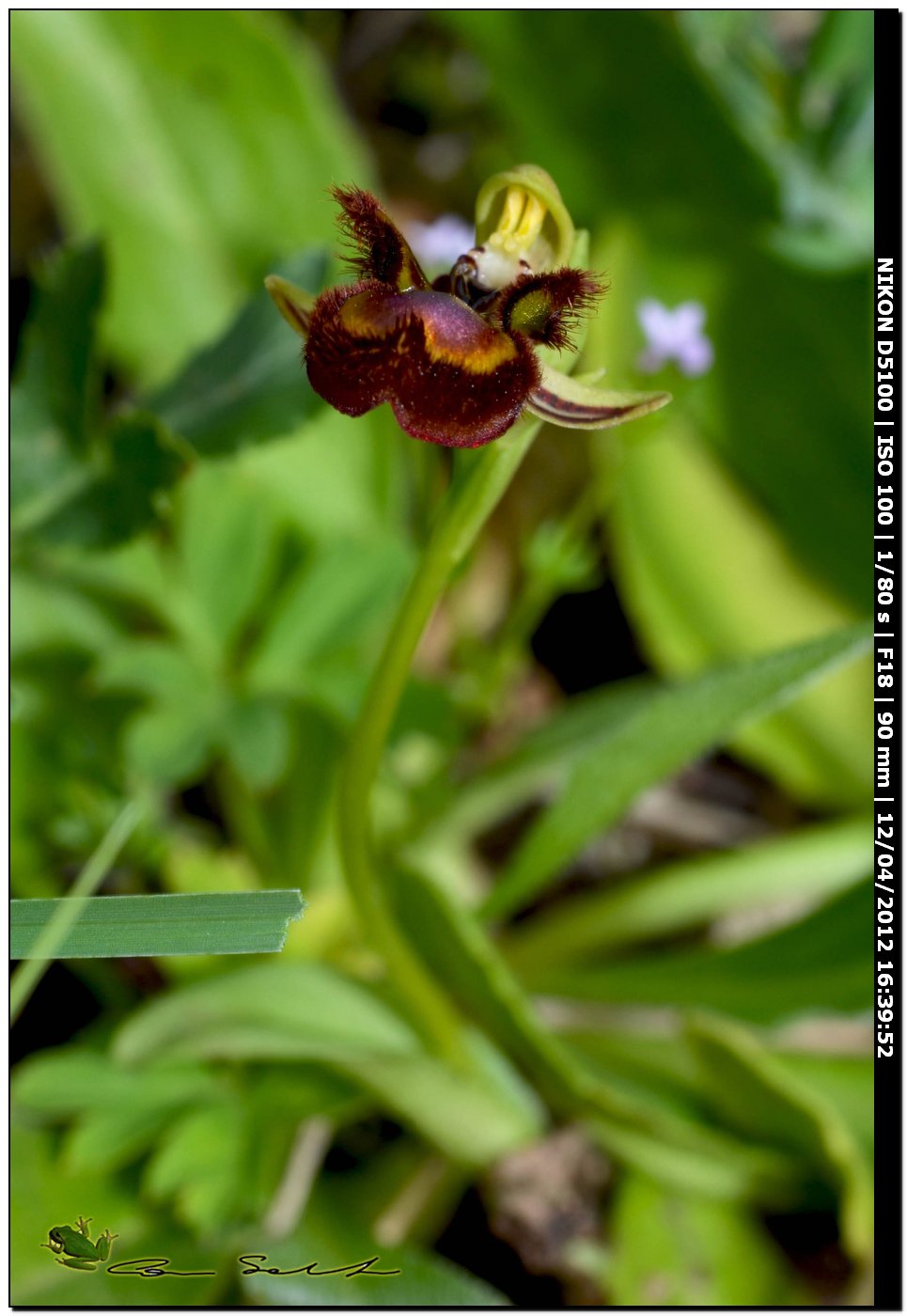 Orchidea da id. 3