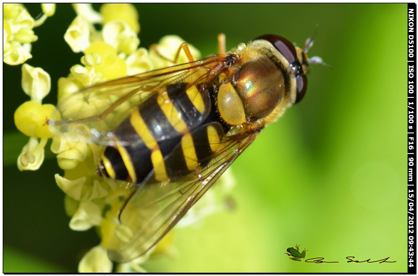 Syrphus ribesii