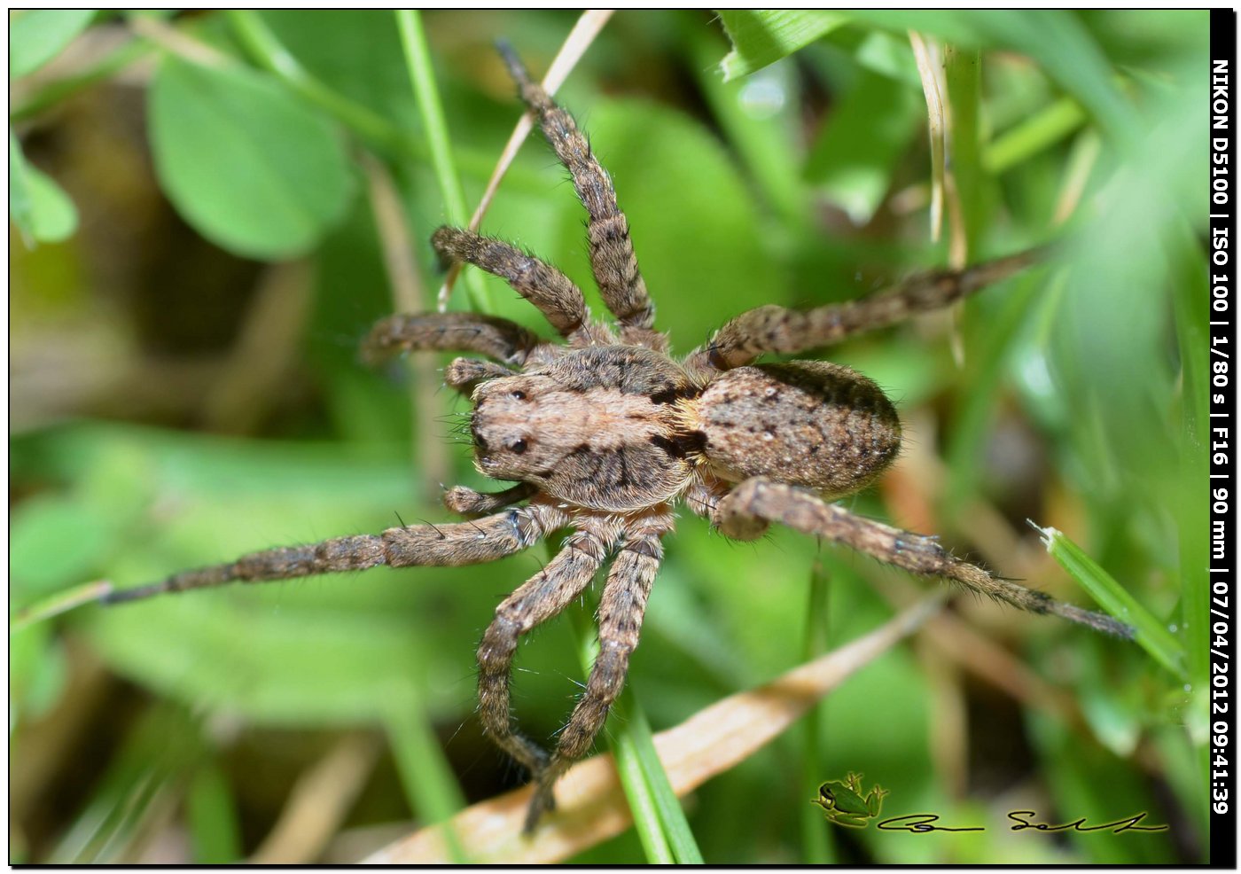 Alopecosa cf. albofasciata