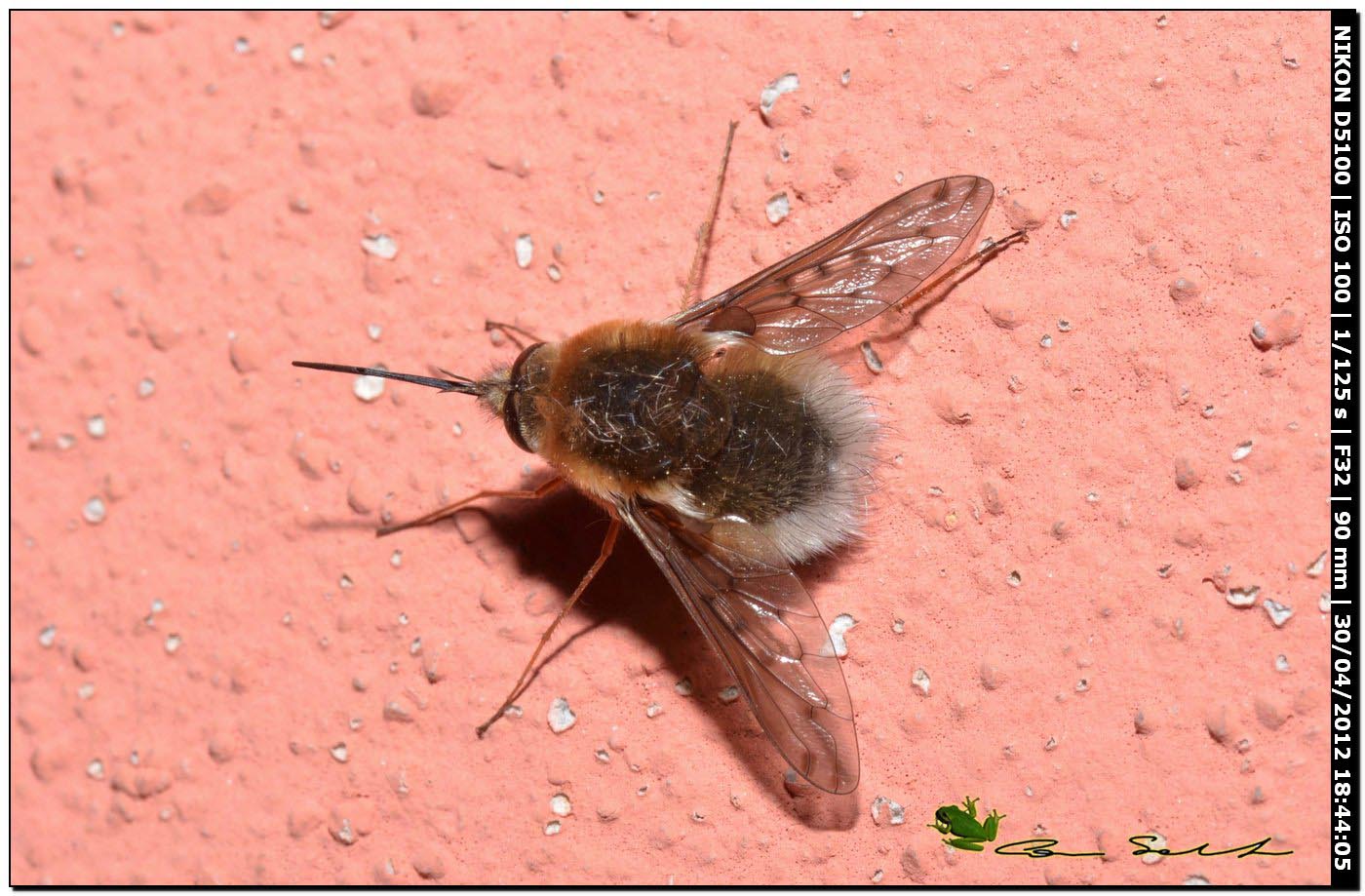 Bombylius discolor?