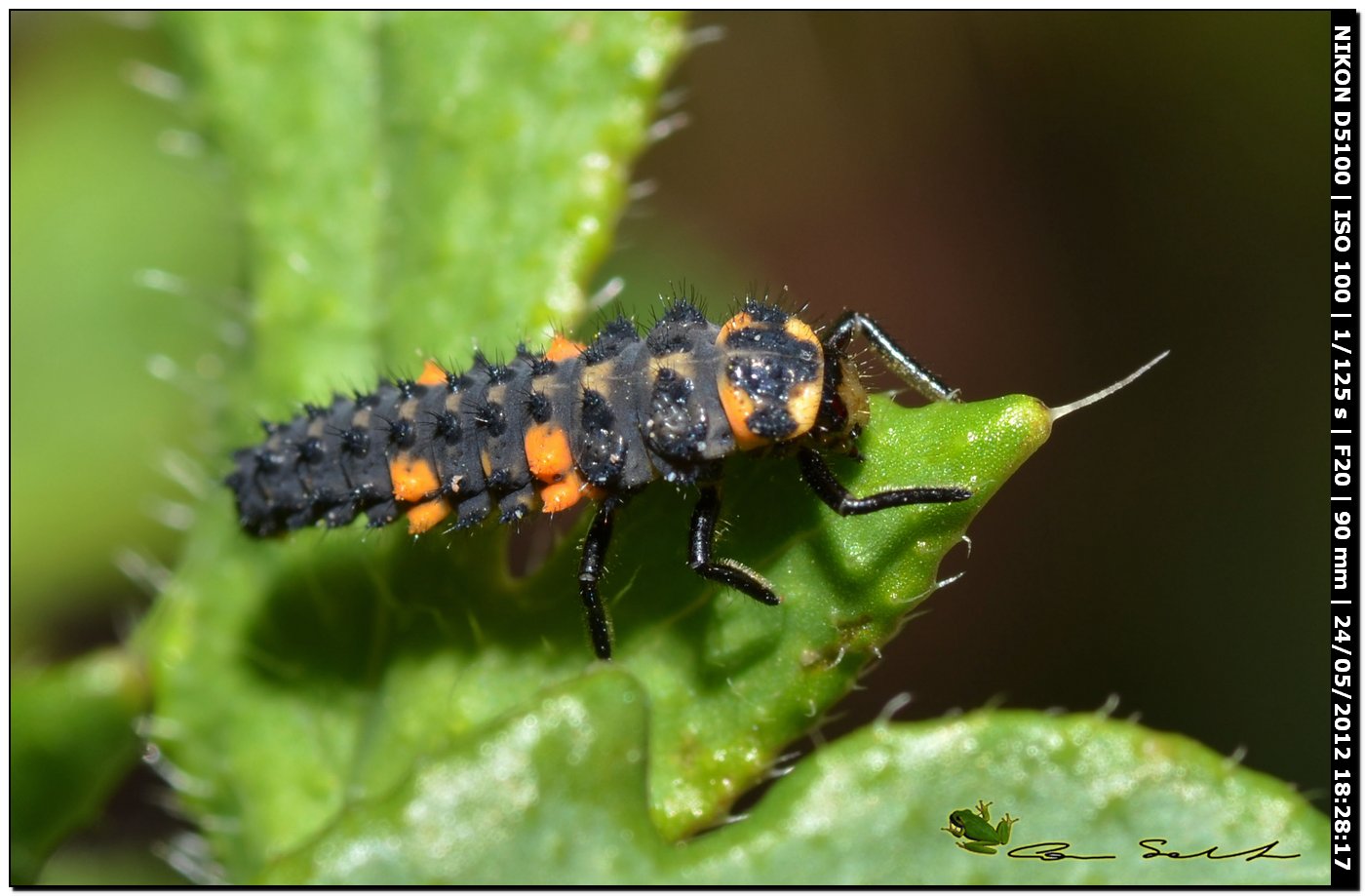 Larva di Coccinella septempunctata