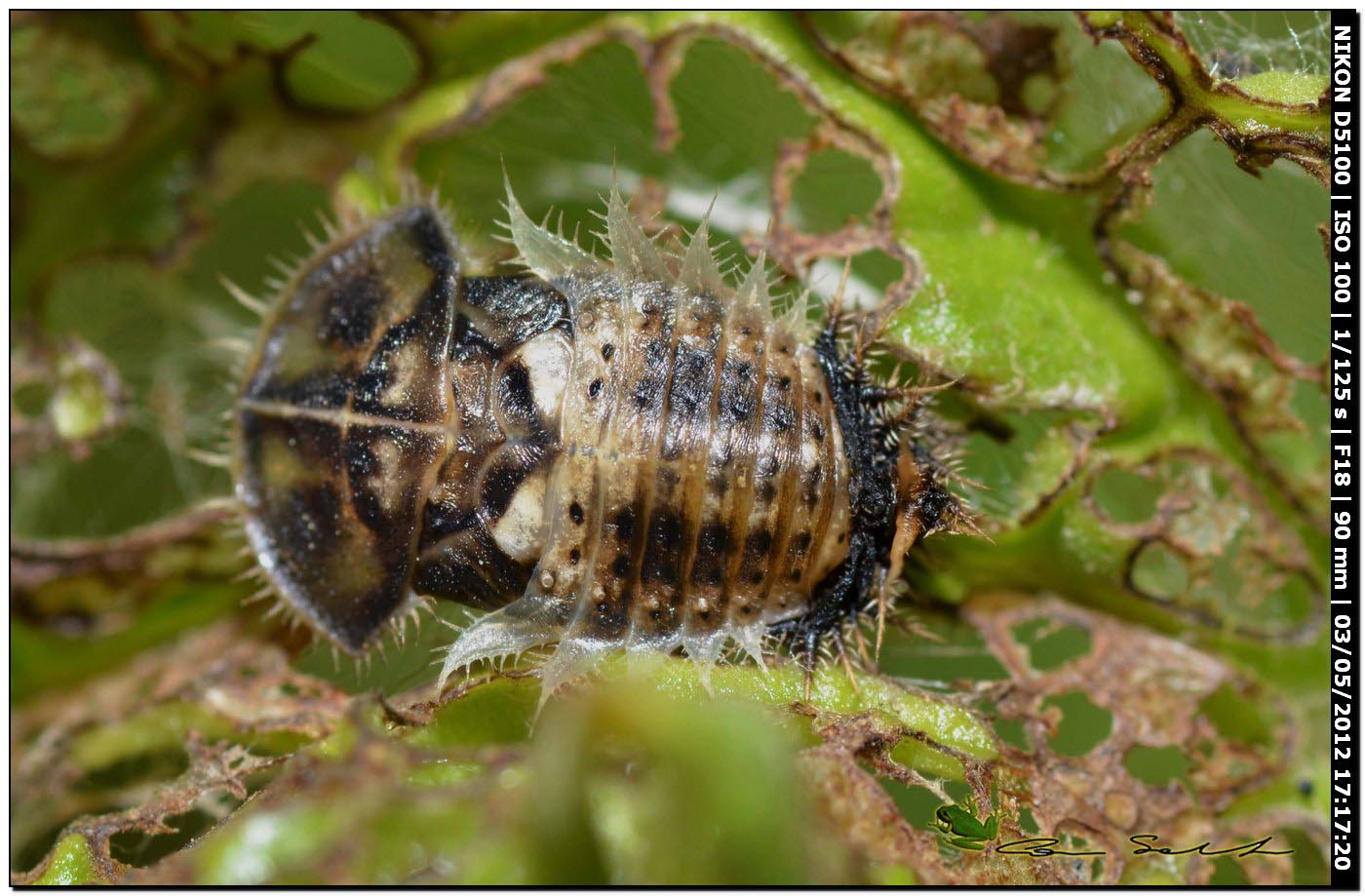 Pupa e larve di Cassida cfr deflorata