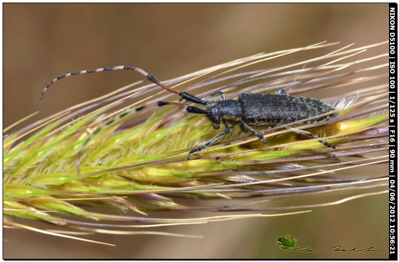 Agapanthia sicula malmerendii Sama