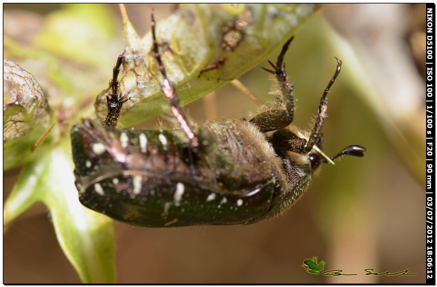 Cetoniidae, Cetonia aurata aurata?