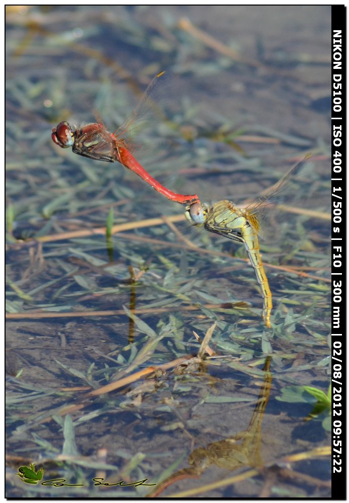 Sympetrum fonscolombii, ovodeposizione