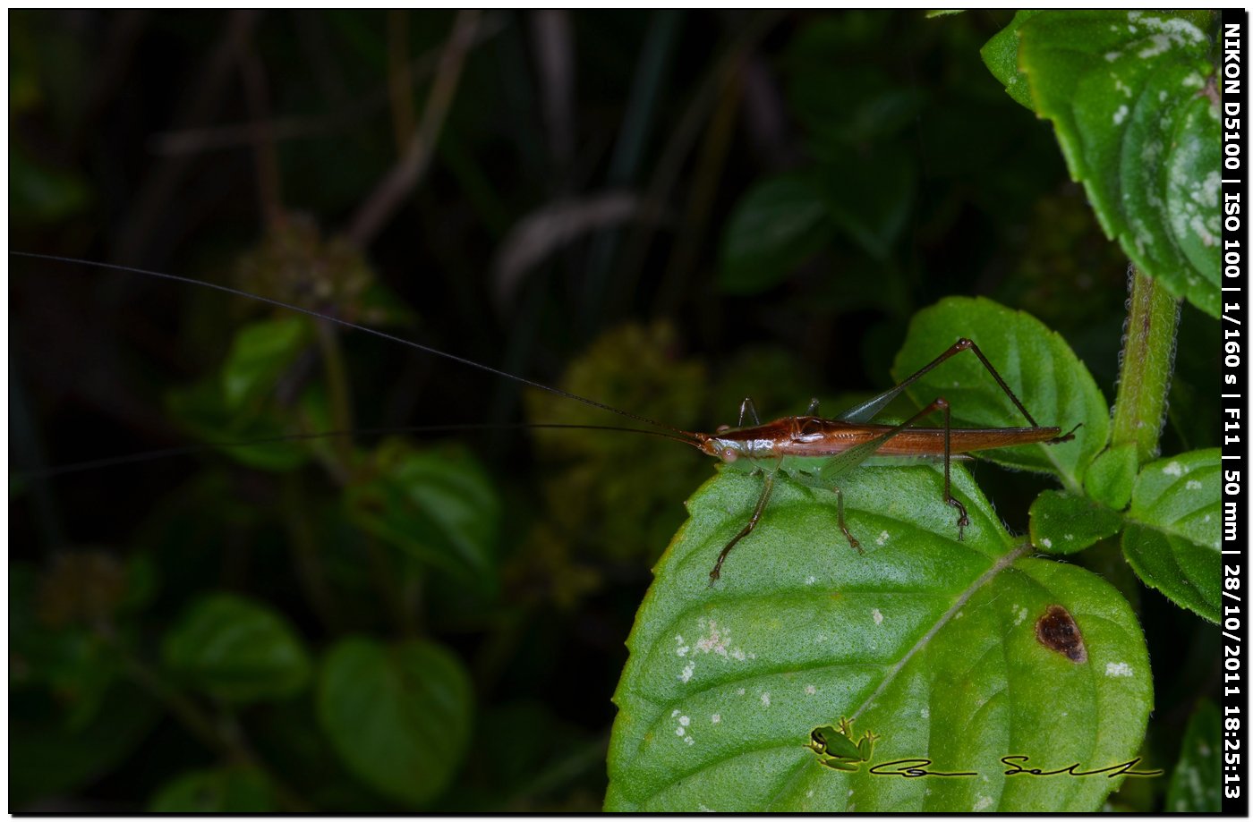 Conocephalidae, Conocephalus discolor?