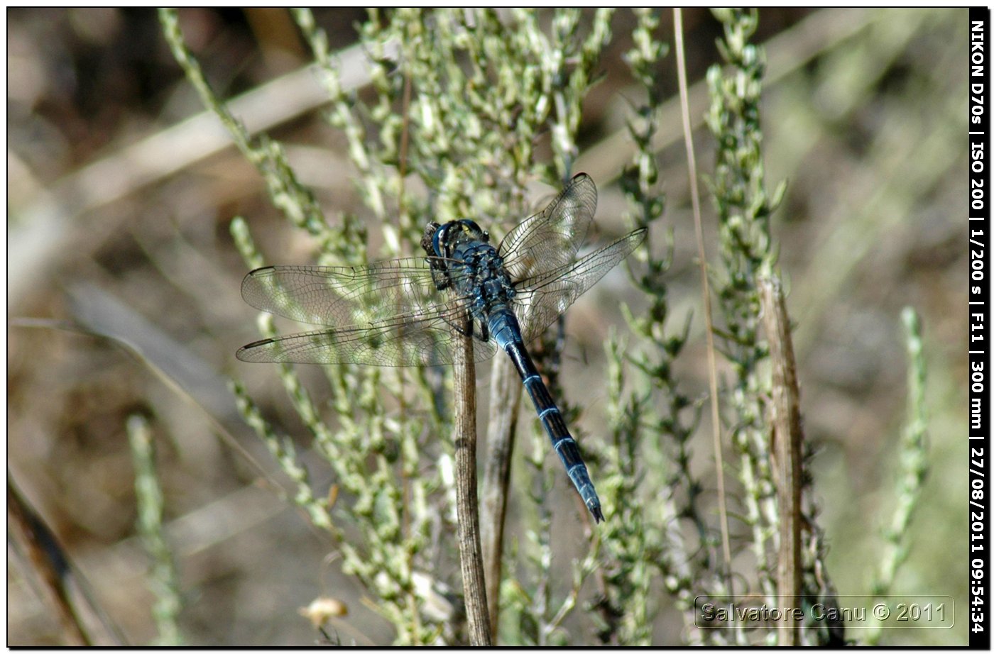 Orthetrum?? - Orthetrum trinacria