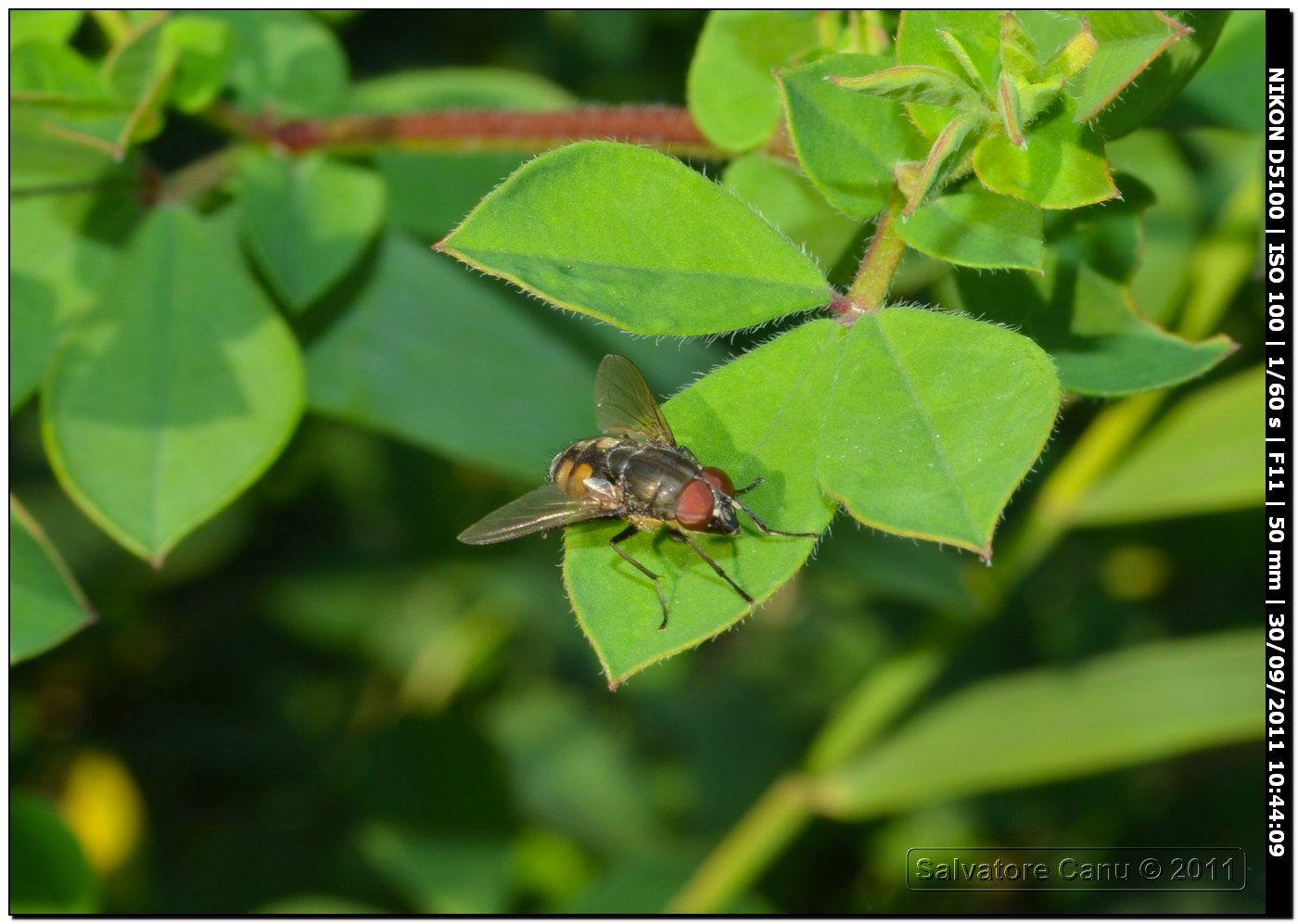 Stomorhina lunata