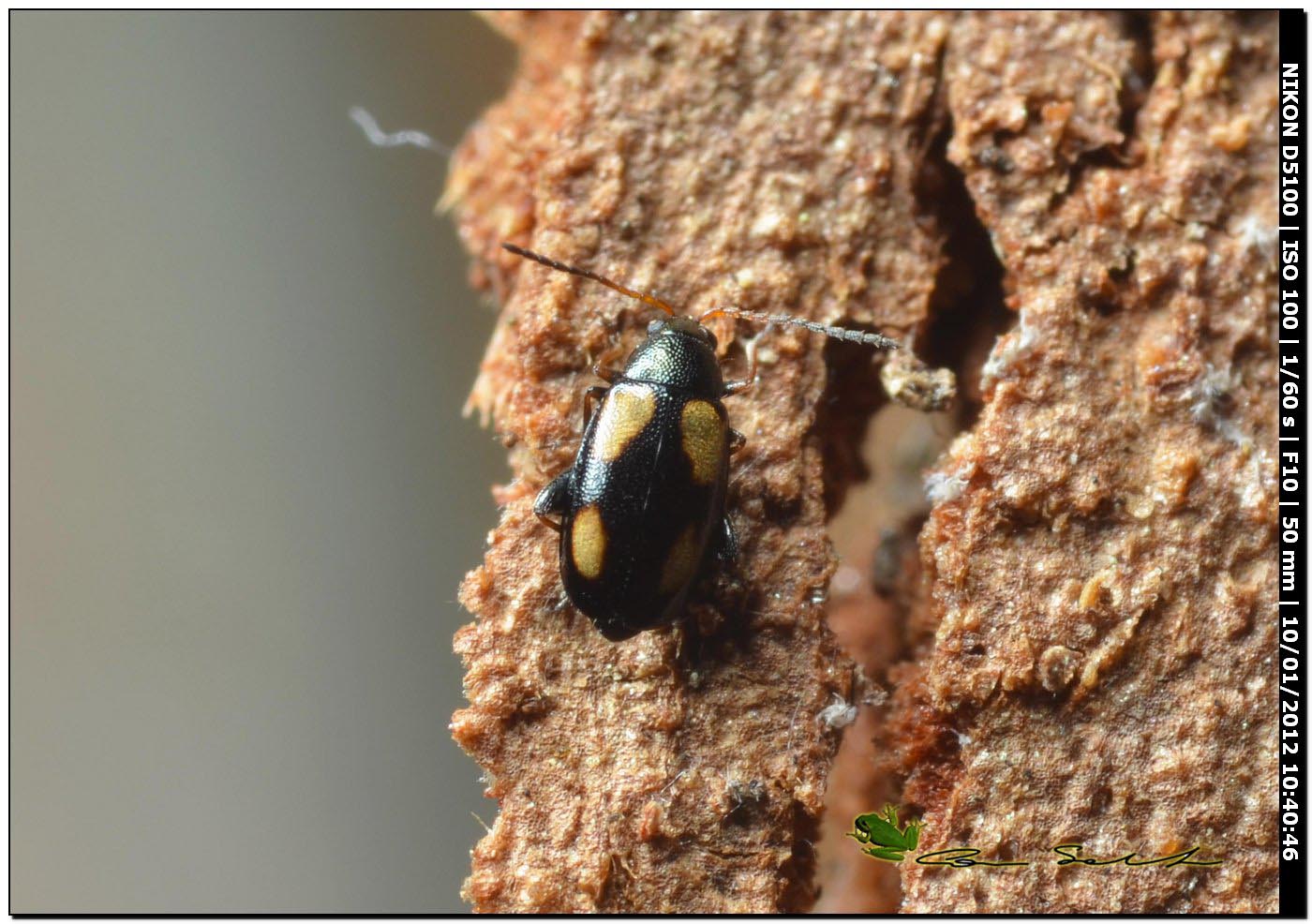 Chrysomelidae alticino con 4 macchie gialle: Phyllotreta sp.