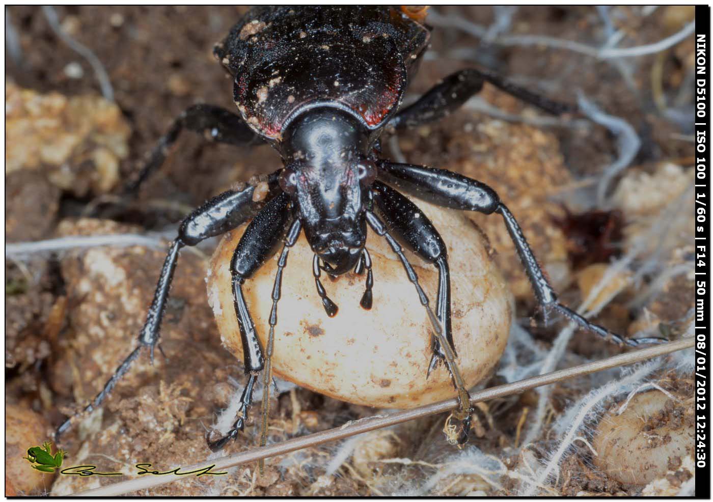 Carabus (Macrothorax) morbillosus constantinus