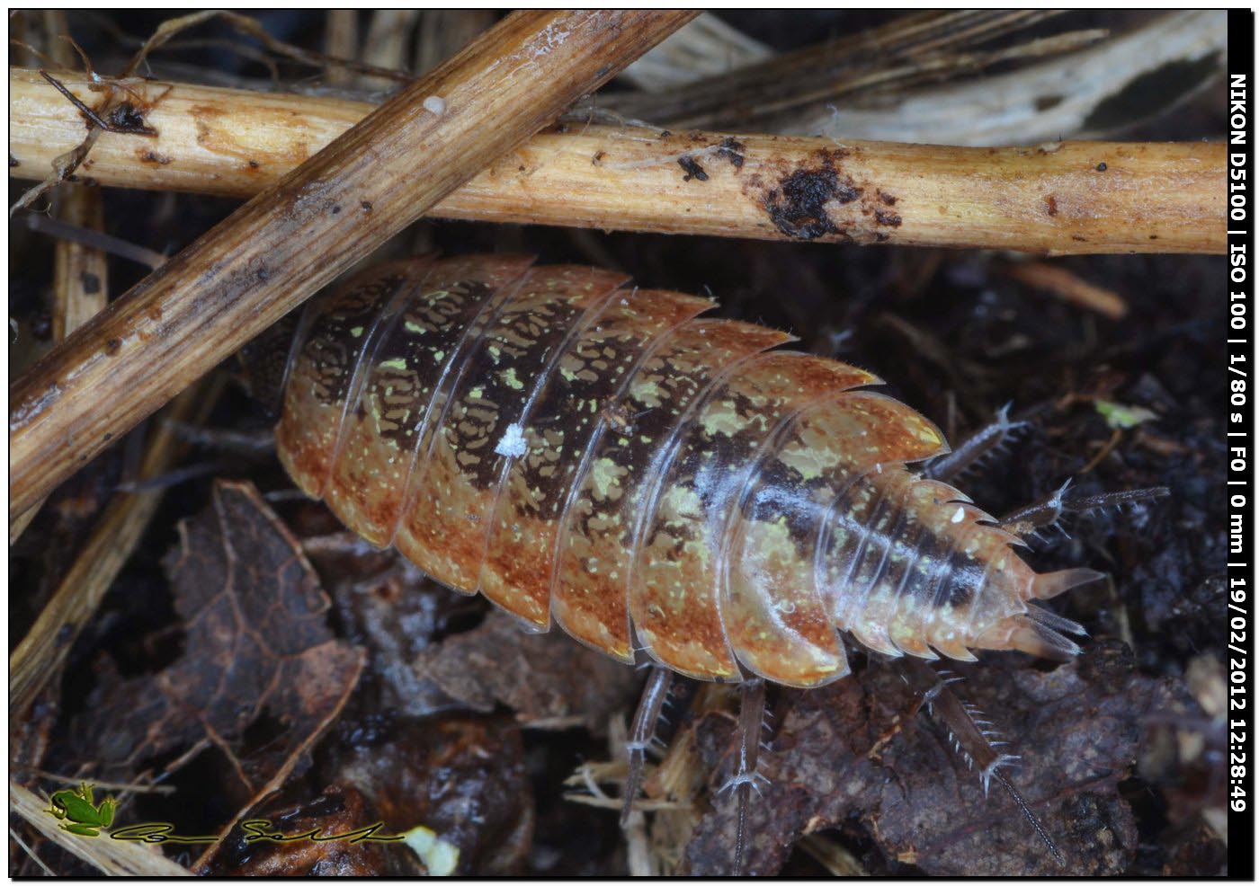 Philoscia affinis da Ittiri