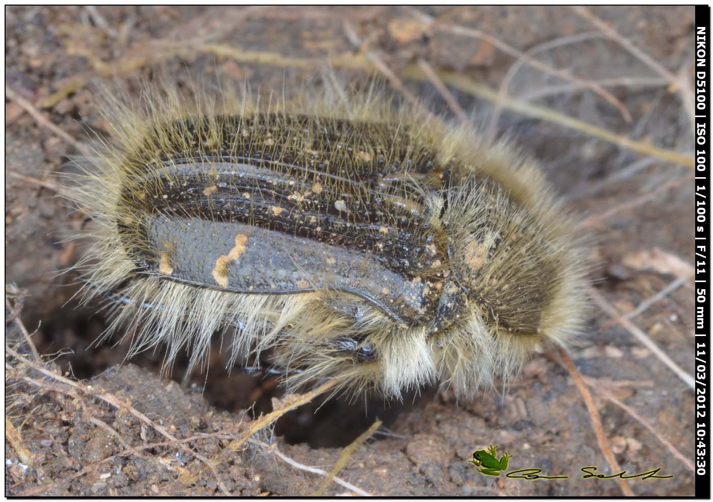 Cetoniidae : Tropinota squalida