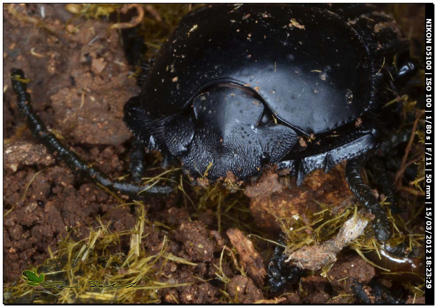 Scarabaeus laticollis da Usini, primo piano