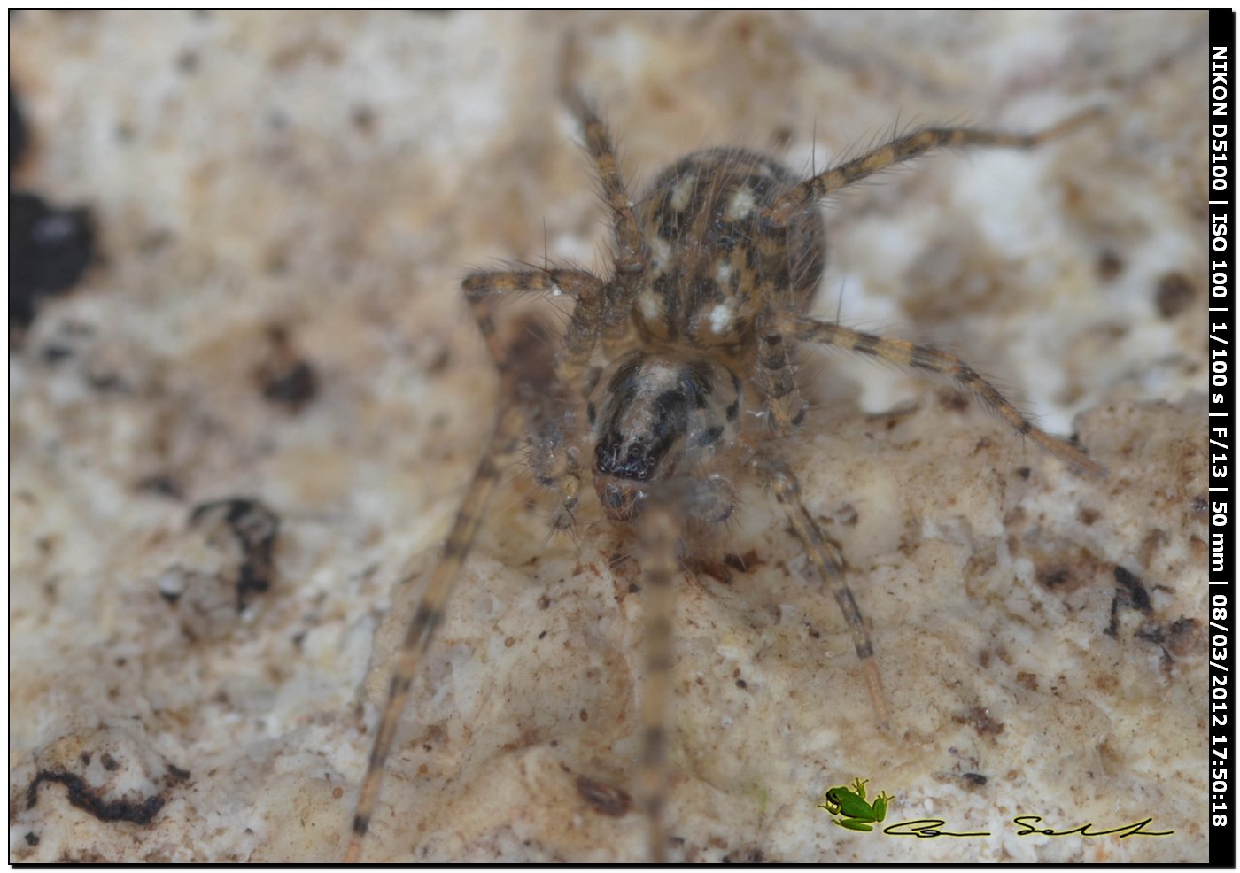 Agelenidae (Malthonica/Tegenaria sp.)