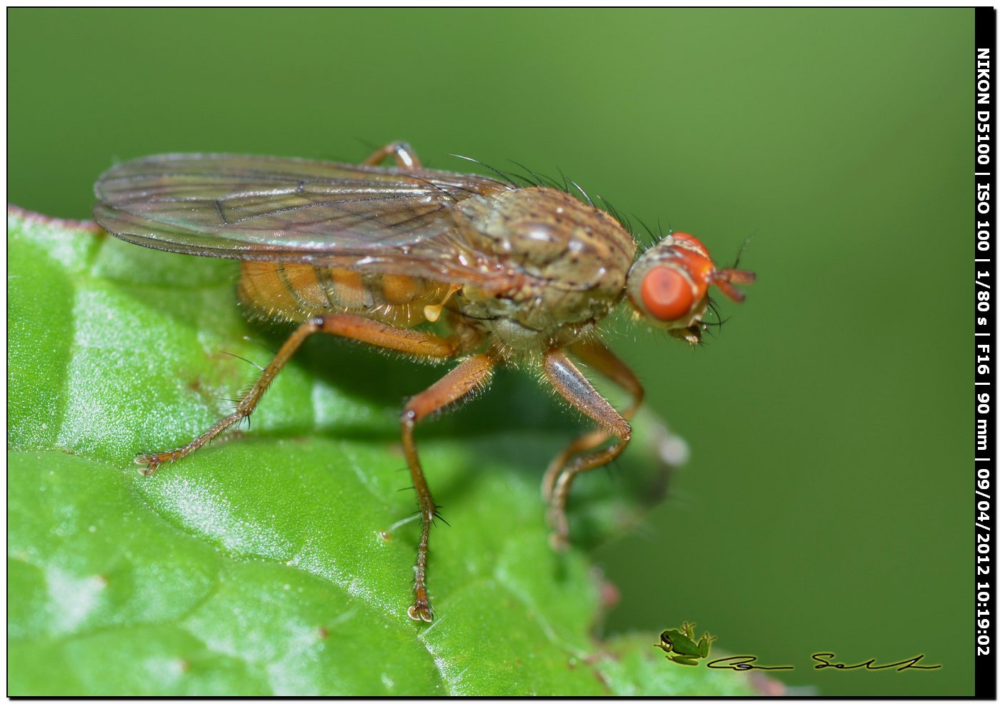 Scathophagidae da id.