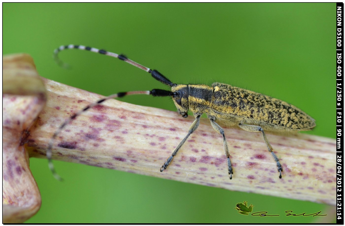 Agapanthia sicula malmerendii