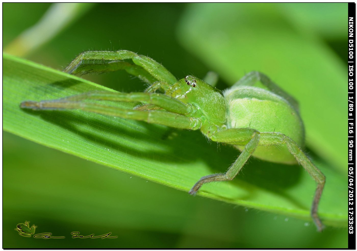 Micrommata ligurina