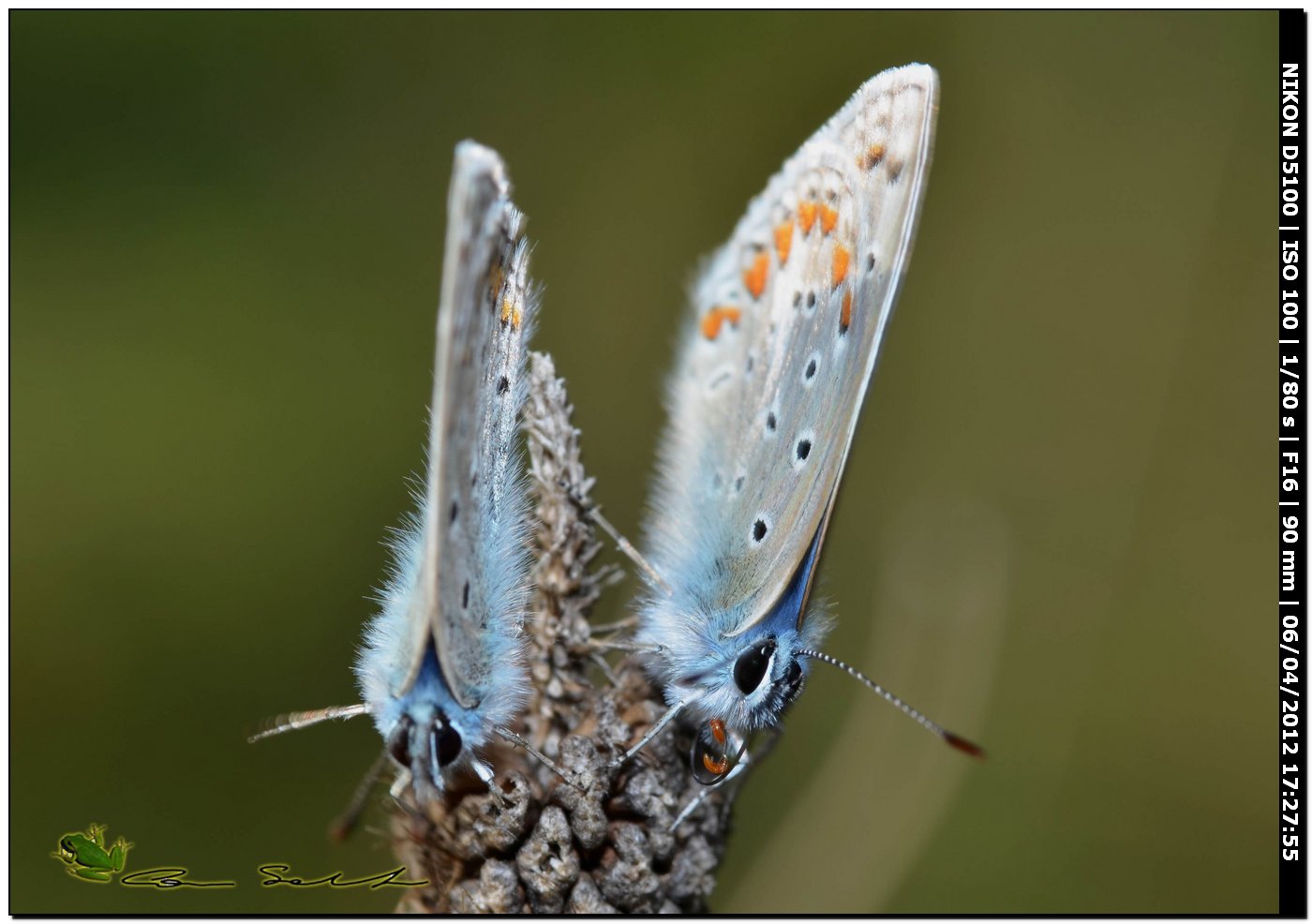 Aricia agestis