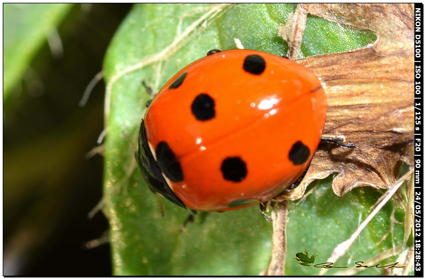 Coccinella septempunctata