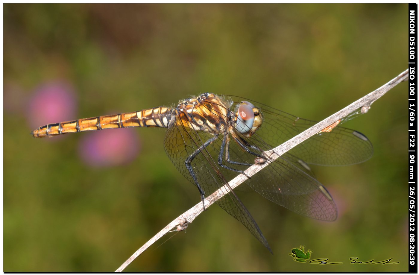 Trithemis annulata