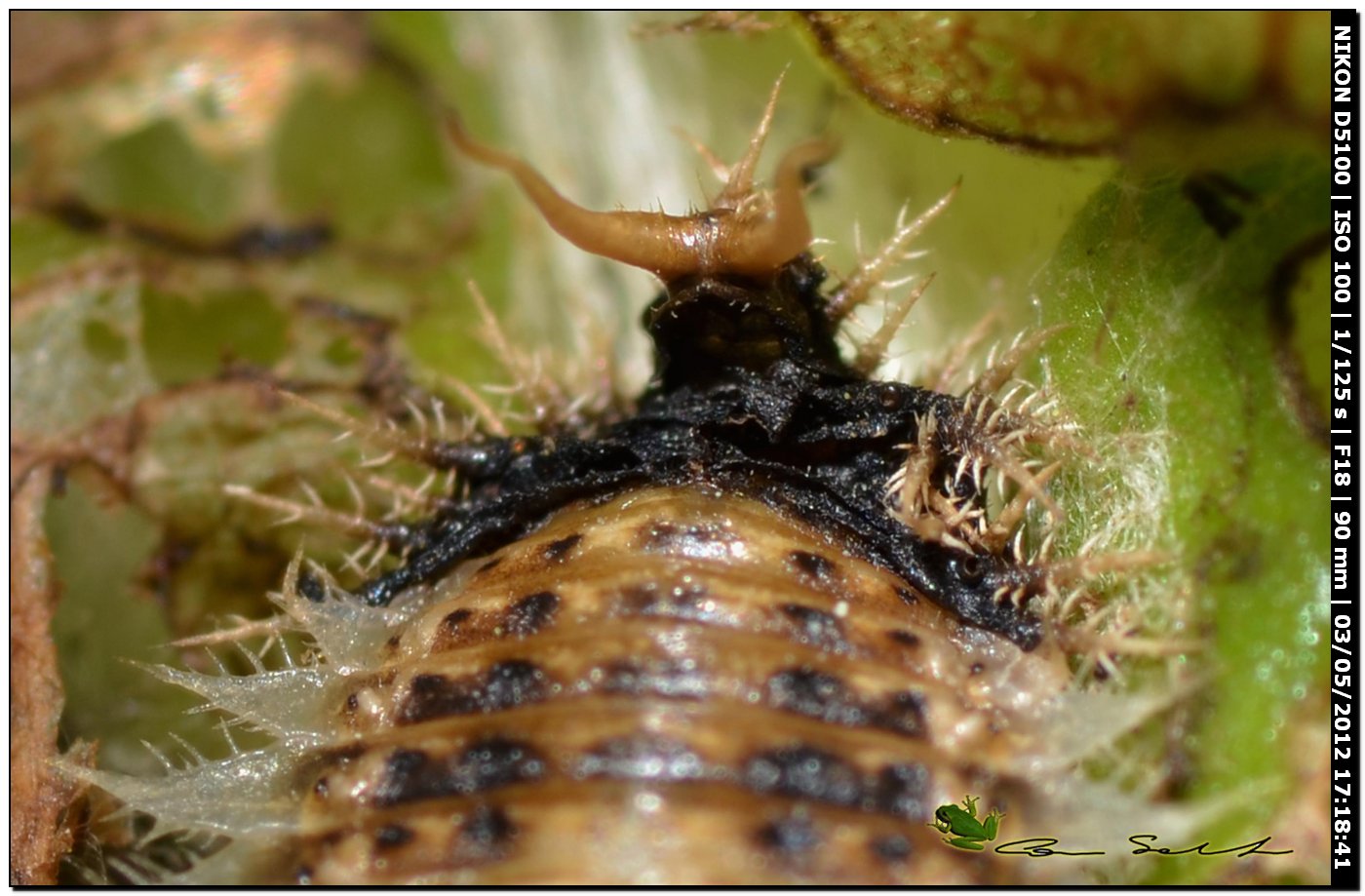 Pupa e larve di Cassida cfr deflorata