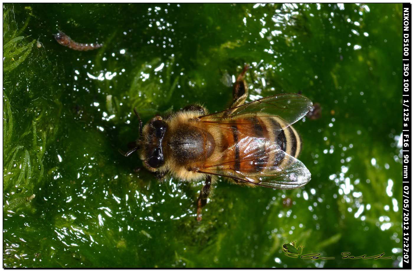 Apis mellifera