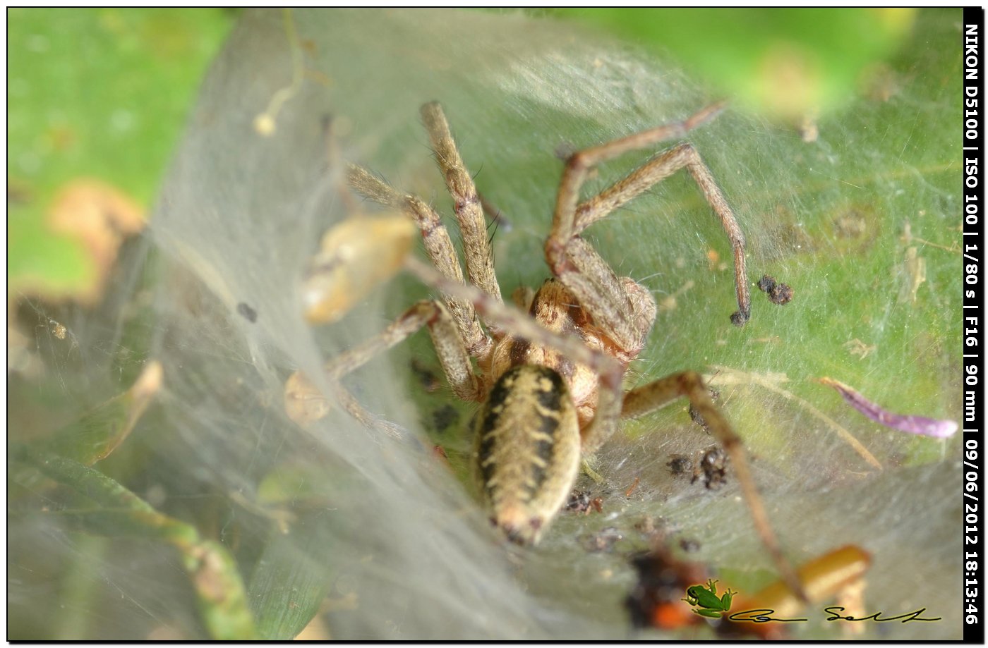 Agelena Labyrintica