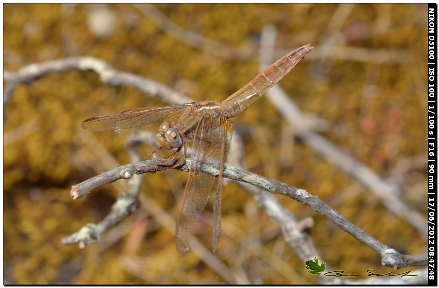 Crocothemis erythraea ♀