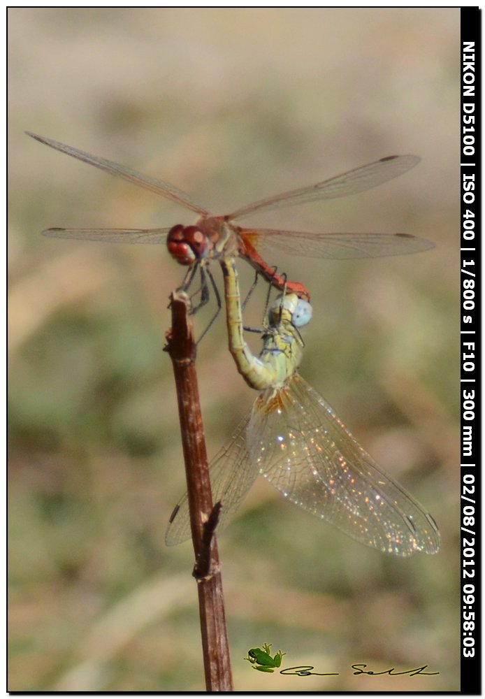 Sympetrum fonscolombii, ovodeposizione