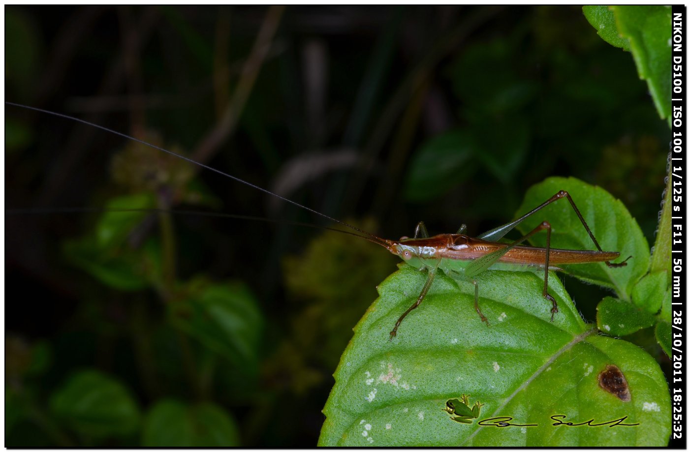 Conocephalidae, Conocephalus discolor?