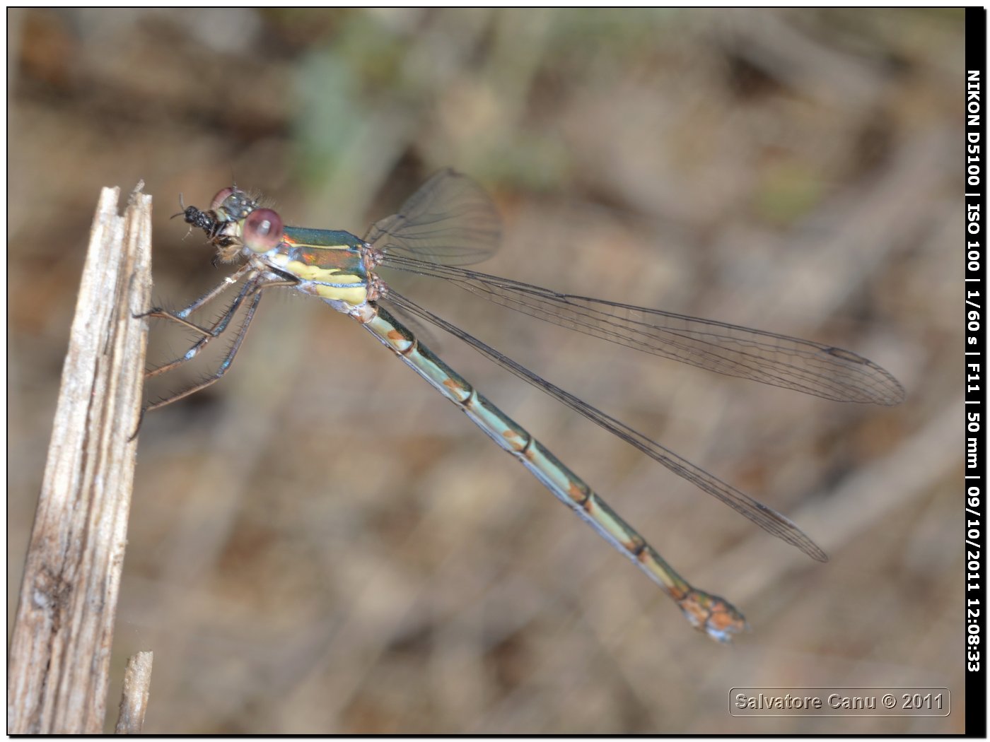 Lestes viridis?