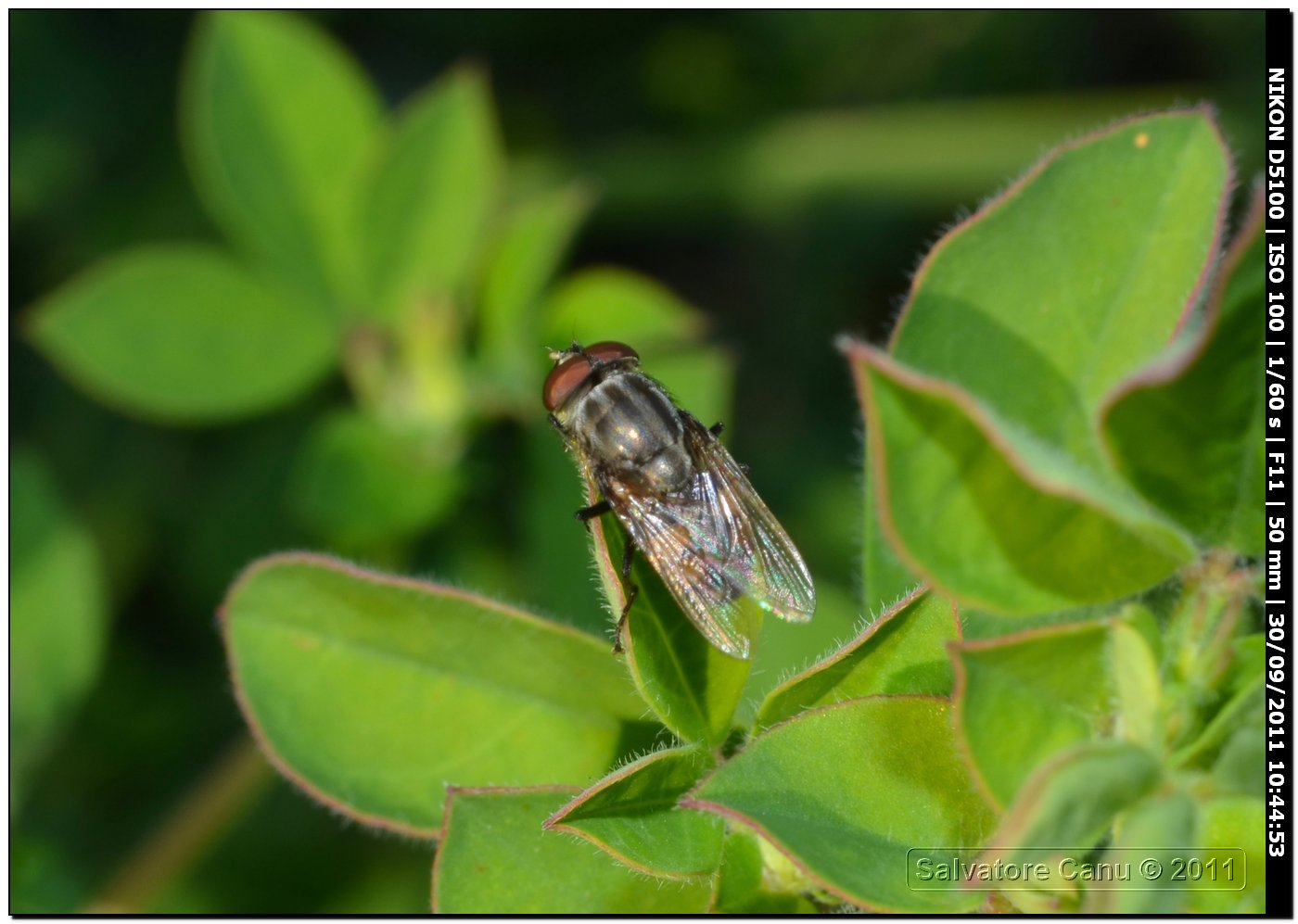 Stomorhina lunata