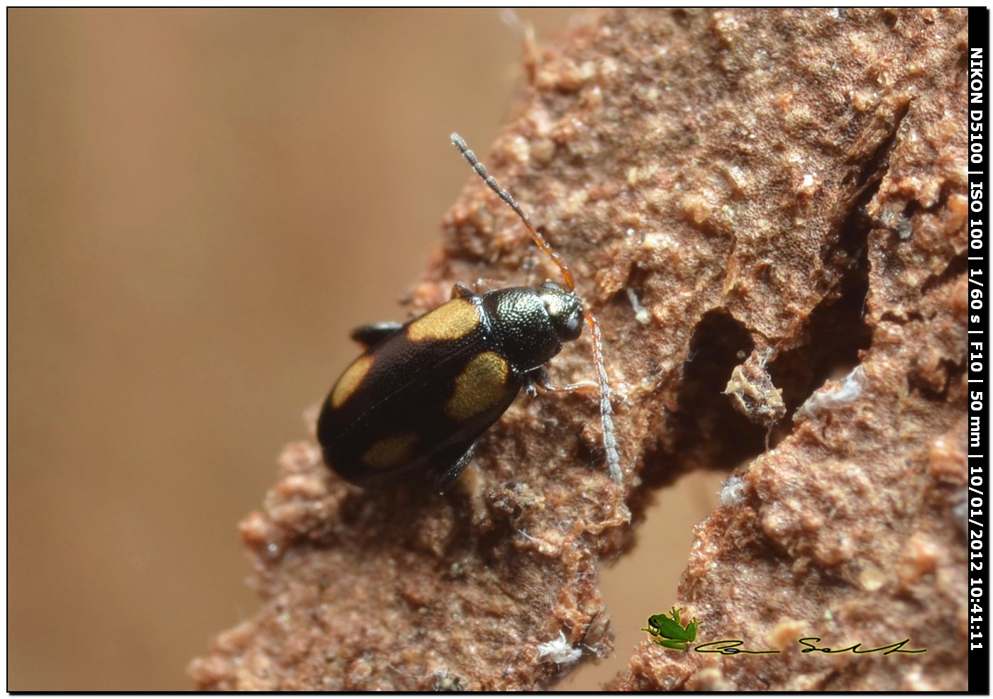 Chrysomelidae alticino con 4 macchie gialle: Phyllotreta sp.