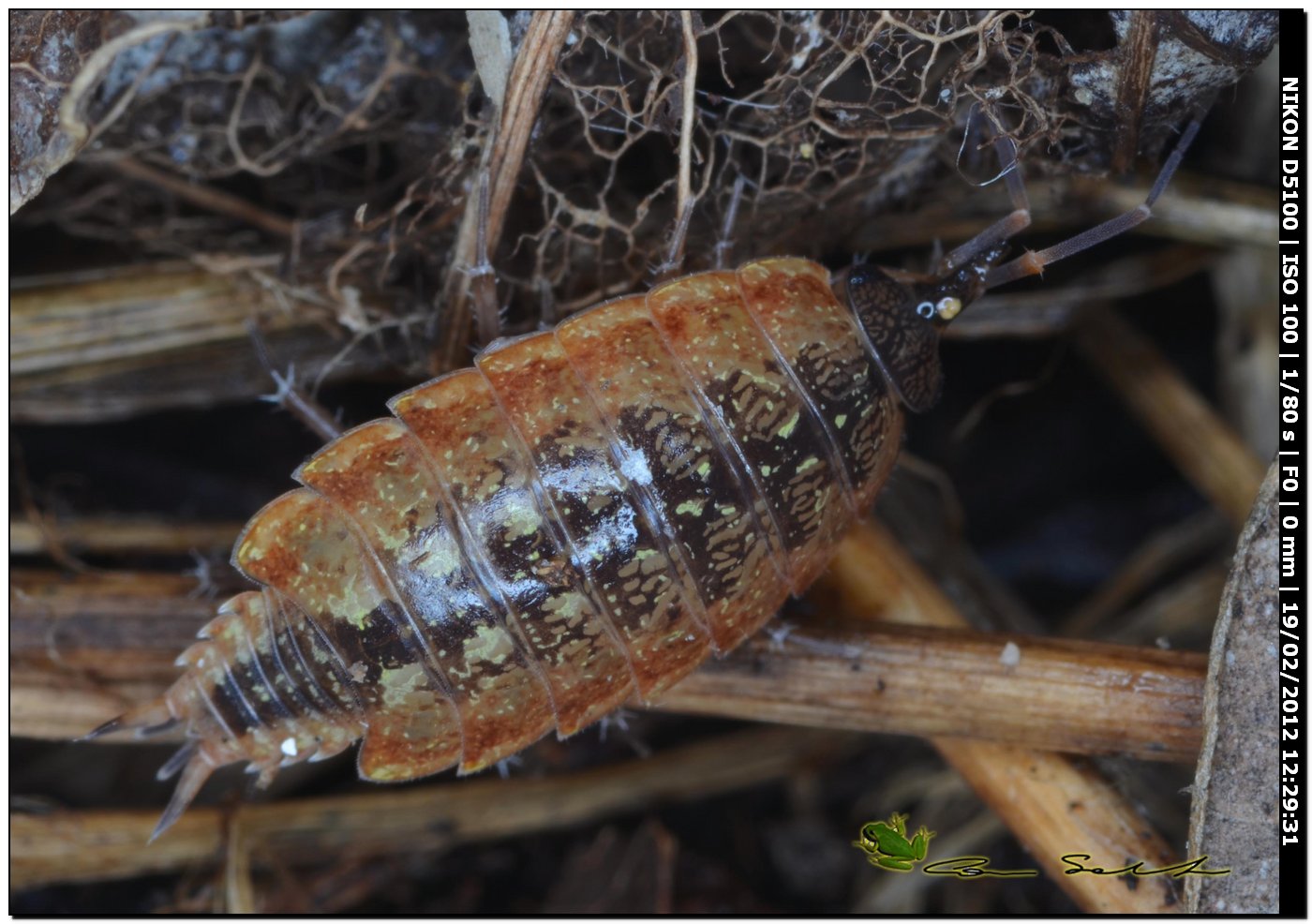 Philoscia affinis da Ittiri