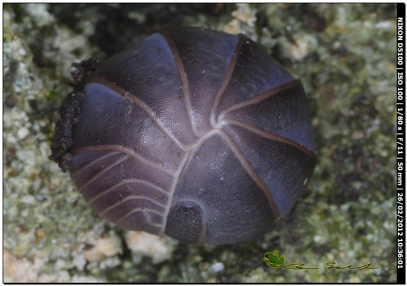 Armadillo officinalis  blindato