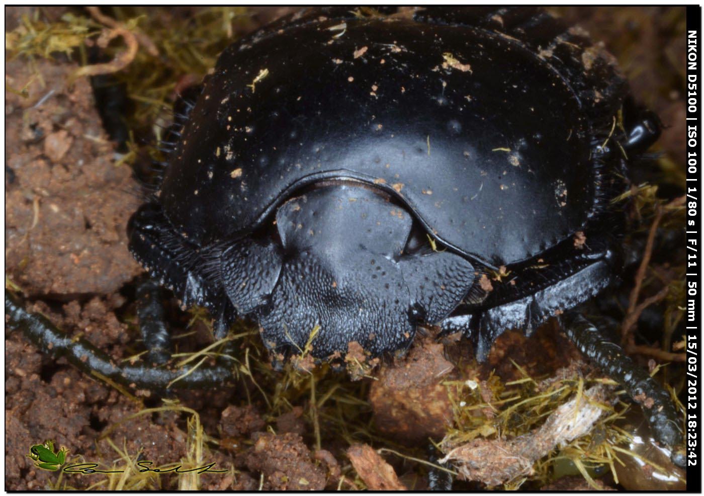 Scarabaeus laticollis da Usini, primo piano