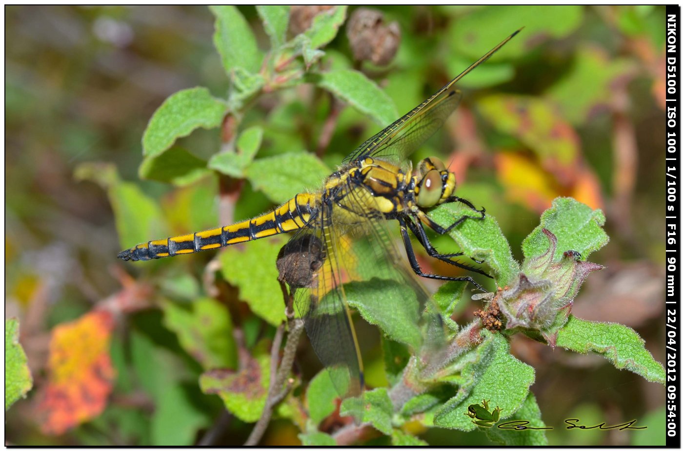 Orthetrum cancellatum