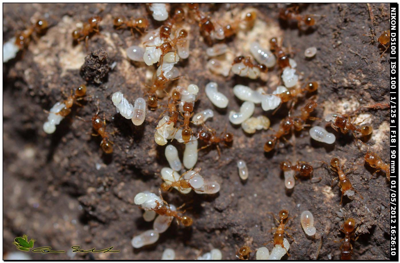 Tetramorium sp. con larve