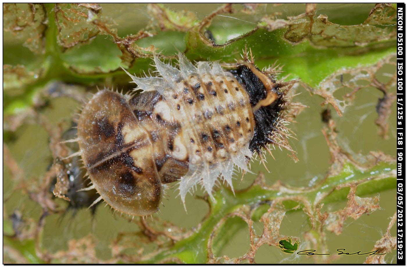 Pupa e larve di Cassida cfr deflorata