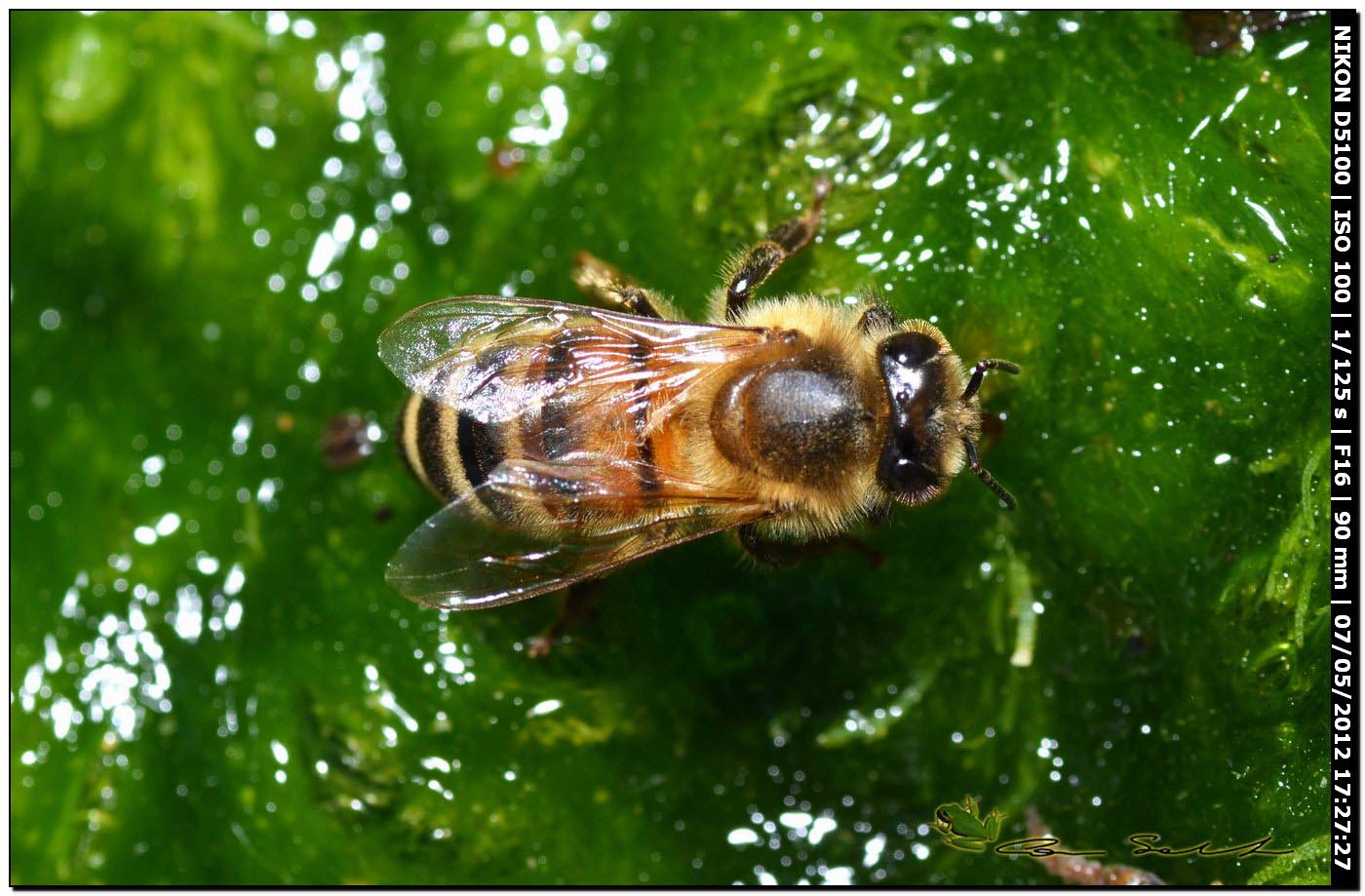 Apis mellifera