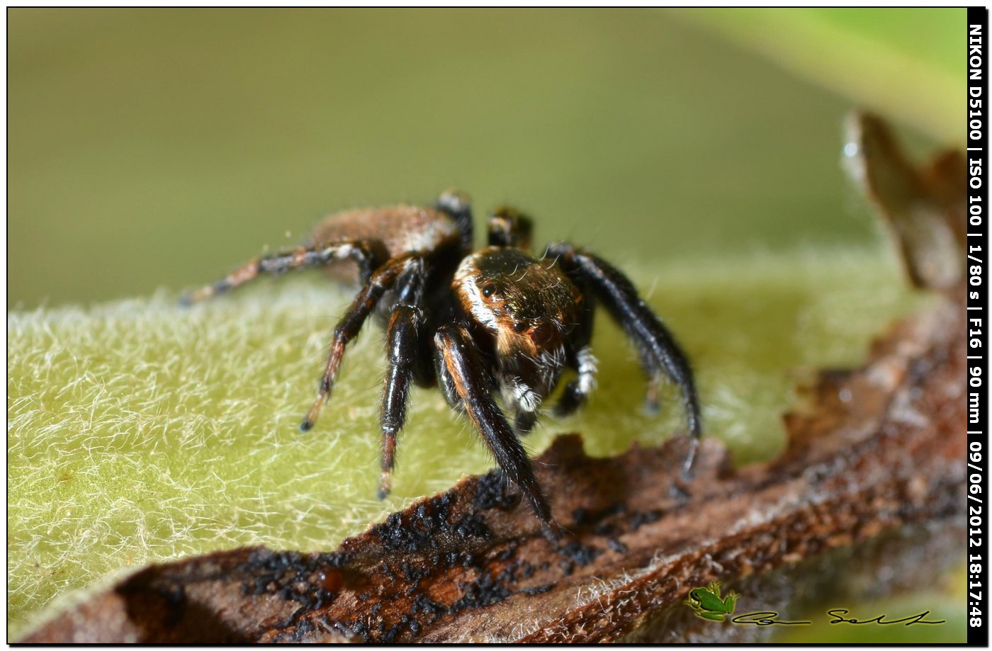 Carrhotus xanthogramma? No. Maschio di Evarcha jucunda