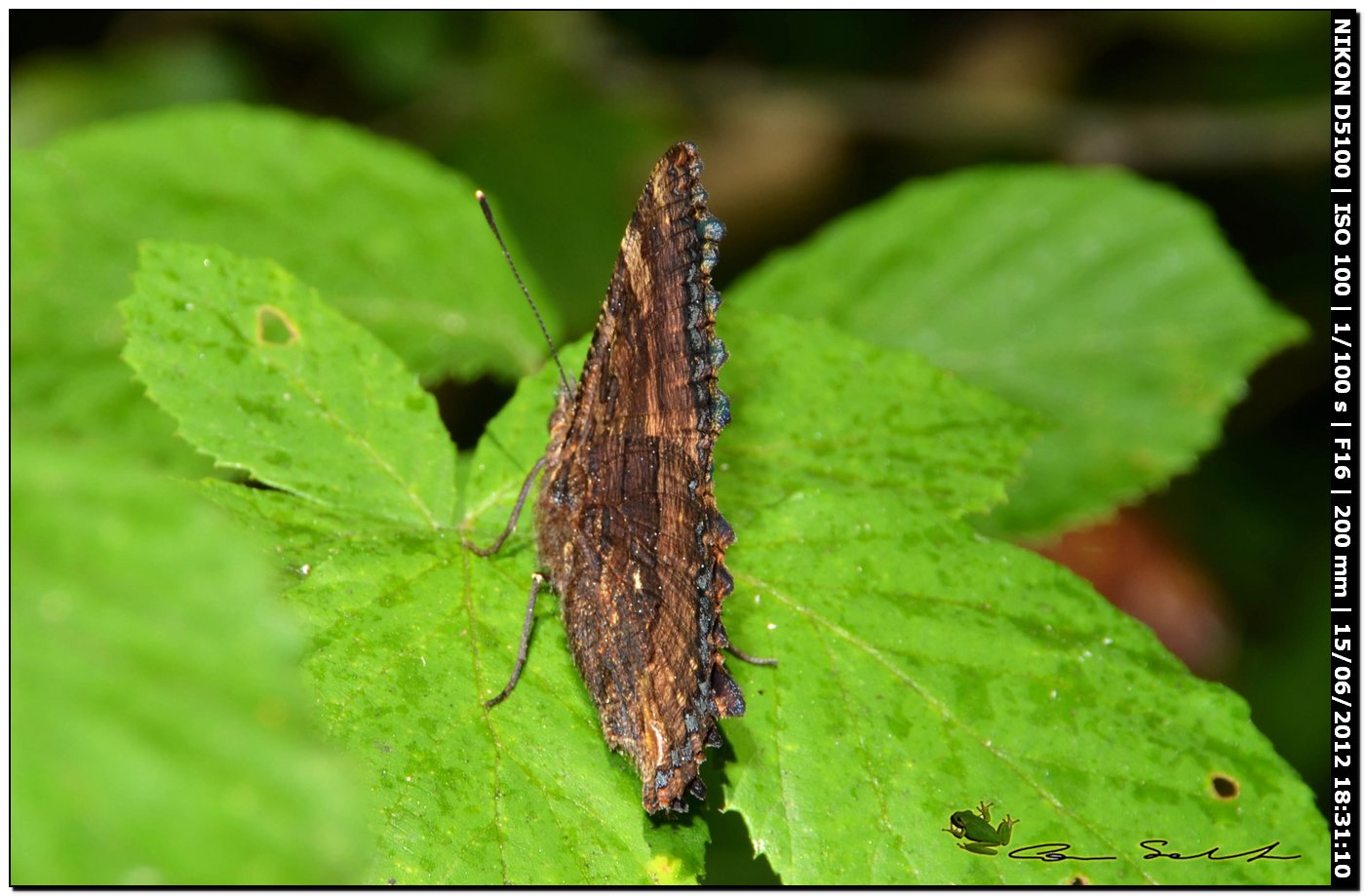 Nymphalis polychloros